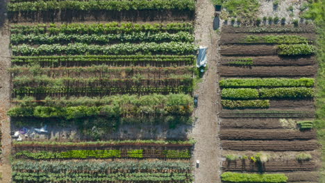 parallel tracking drone video passing by overhead of neighborhood community garden