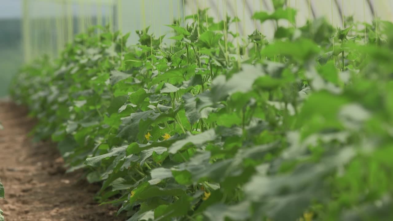 온실에서 채소 재배 및 점적 관개