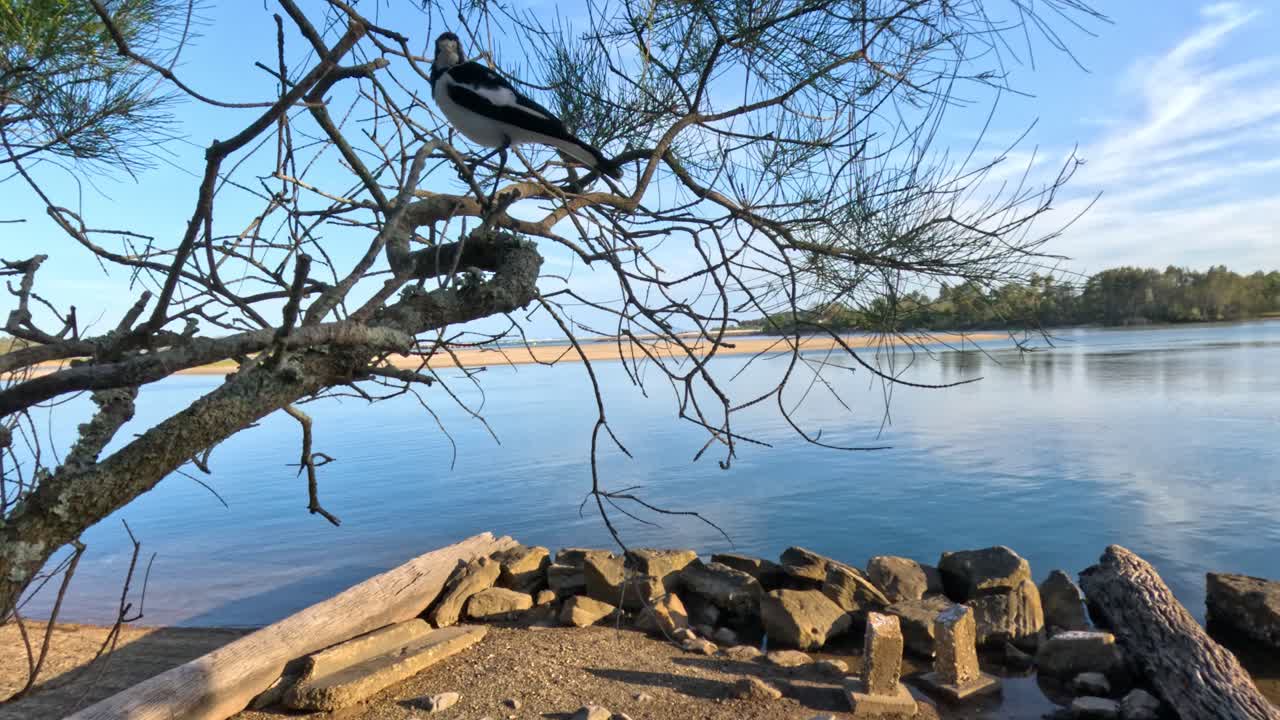 aves que aterrizan y se posan en las ramas de la orilla del lago