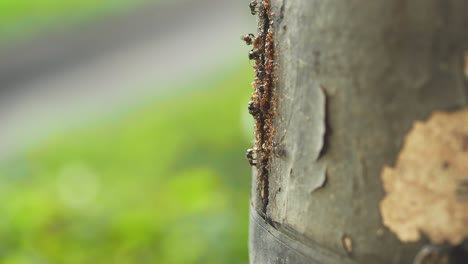 Colmena-Salvaje-De-Abejas-Nativas-En-El-Parque-De-Bangkok