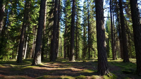 sunlight filtering through a dense coniferous forest
