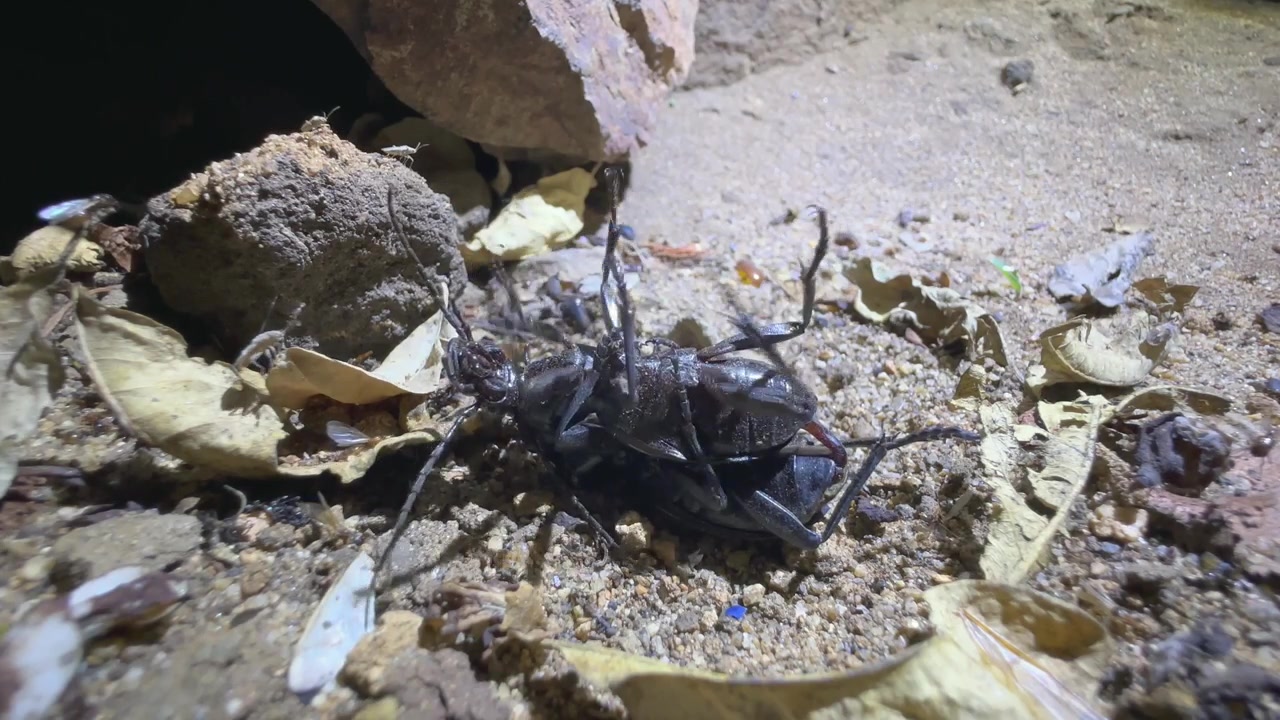 マラウイのマジェテ野生動物保護区にて、夜間の交尾中に仰向けに倒れたオオゴミムシ（Anthia fornasanii）。