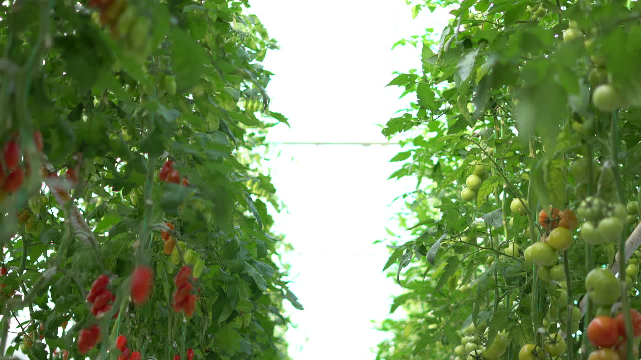 빨간 토마토 따기에 익은