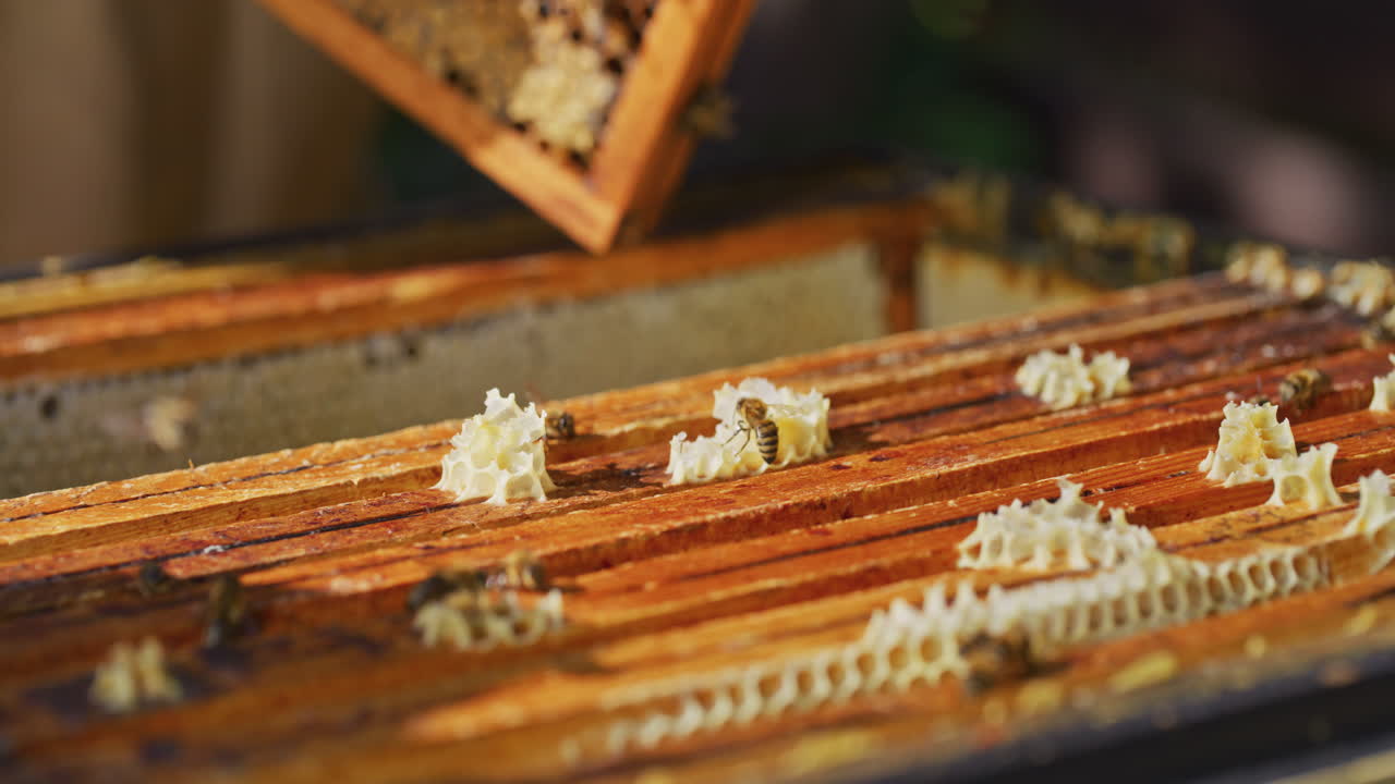 Beekeeper Extracts Ripe Honeycomb