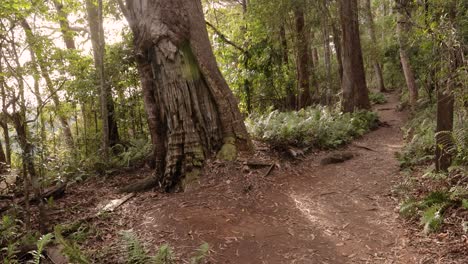 Handaufnahmen-Von-Purlingbrook-Falls-Walk,-Springbrook-National-Park,-Gold-Coast-Hinterland,-Queensland,-Australien