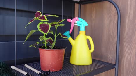 Plant and Watering Can on Shelf