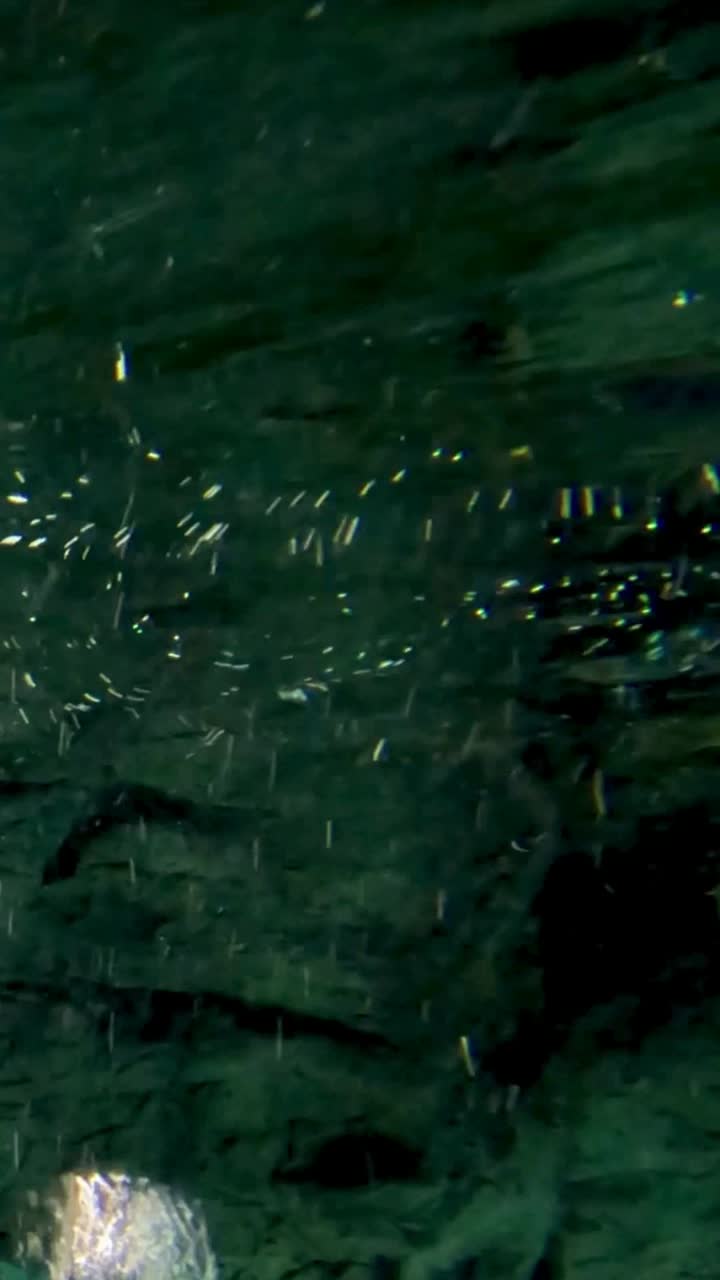 pingüino nadando rápidamente bajo el agua con agilidad