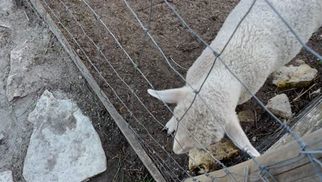 Lamb-on-a-farm-with-head-through-a-fence