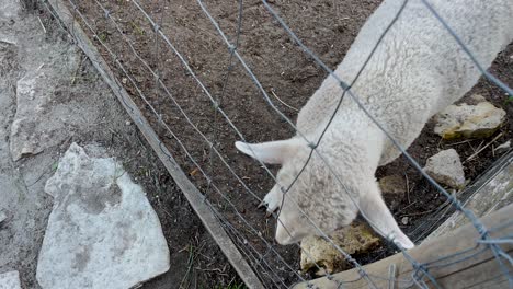 Lamm-Auf-Einem-Bauernhof-Mit-Kopf-Durch-Einen-Zaun