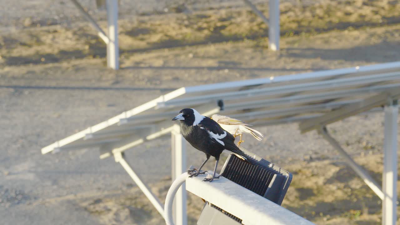 Magpies perched on solar panels. Bright daylight, static camera, showcasing bird behavior and interaction