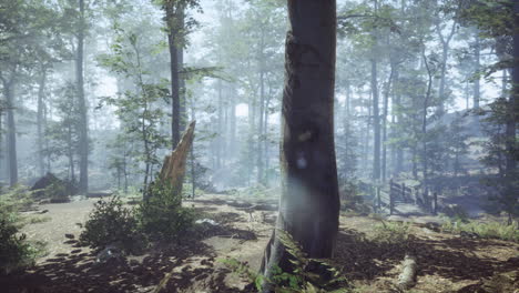 Foggy-Forest-with-soft-sun-light