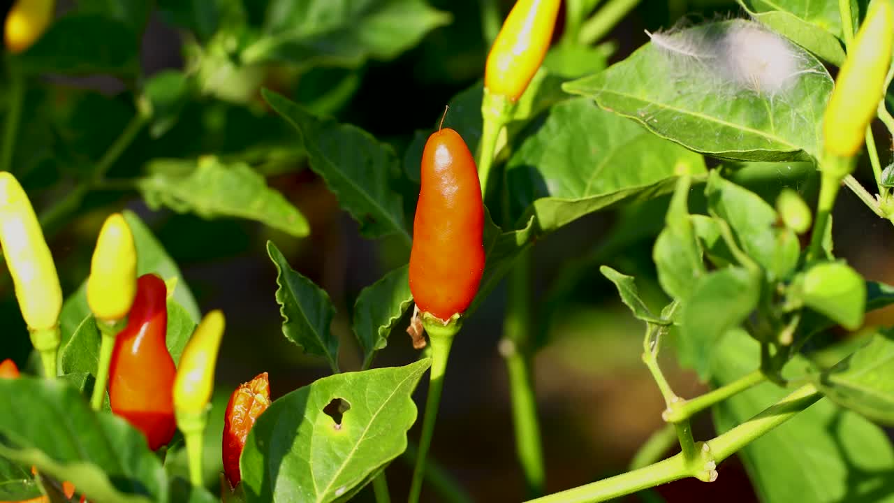 Static video of a Tabasco pepper on a plant