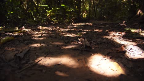 pov shot deep in peru’s amazon, leafcutter ants transport leaf cuttings, playing a crucial role in the ecosystem.