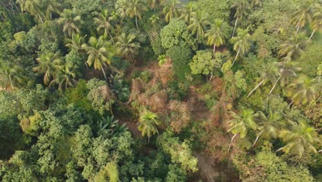 area view shot of jungle or forest
