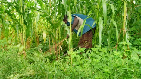 Schwarzafrikanischer-Männlicher-Bauer,-Der-Auf-Einer-Kornplantage-In-Ghana-Arbeitet-Und-Unkraut-Mit-Einem-Machetenmesser-Schneidet