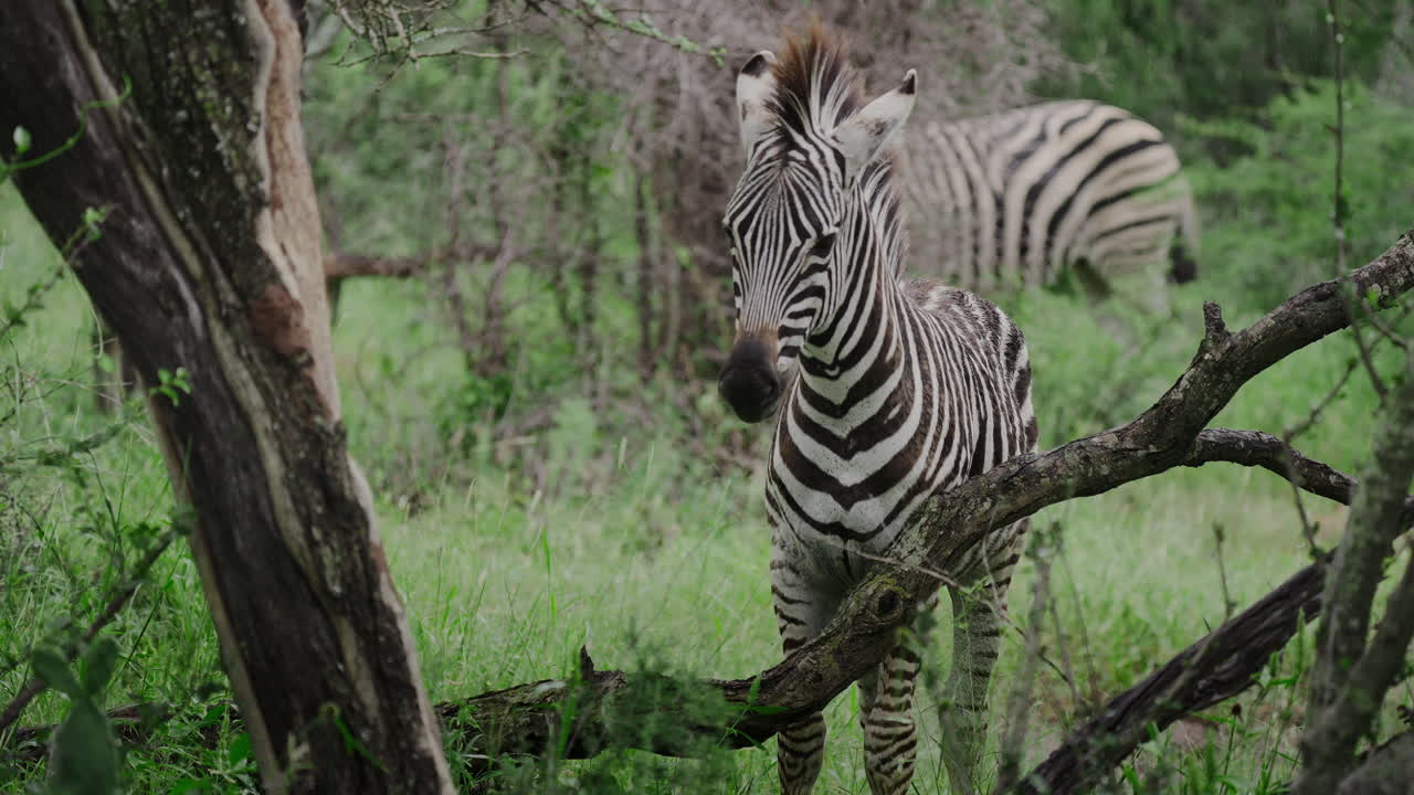 Giovane zebra nella savana africana