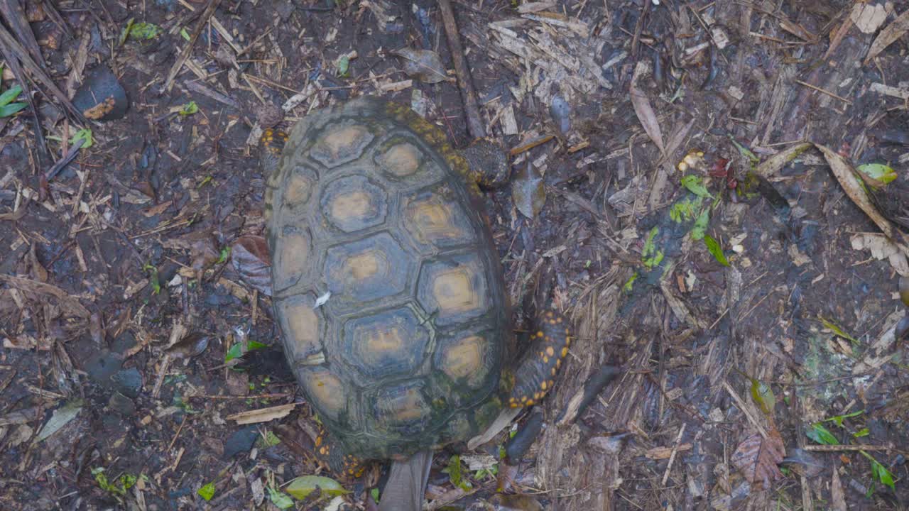 A rescued land tortoise moves slowly across the forest floor in a wildlife sanctuary. A peaceful and contemplative moment in nature conservation.