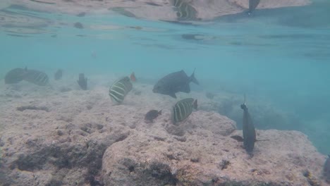 Un-Arrecife-De-Coral-Tropical-Repleto-De-Peces-De-Colores-En-El-Parque-Estatal-De-La-Bahía-De-Hanauma,-El-Principal-Destino-De-Esnórquel-Y-Atracción-Turística-De-Oahu