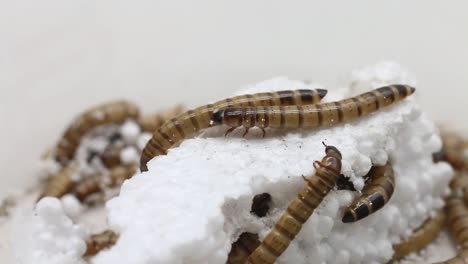 Giant-Mealworms,-also-known-as-Morios,-feeding-on-polystyrene