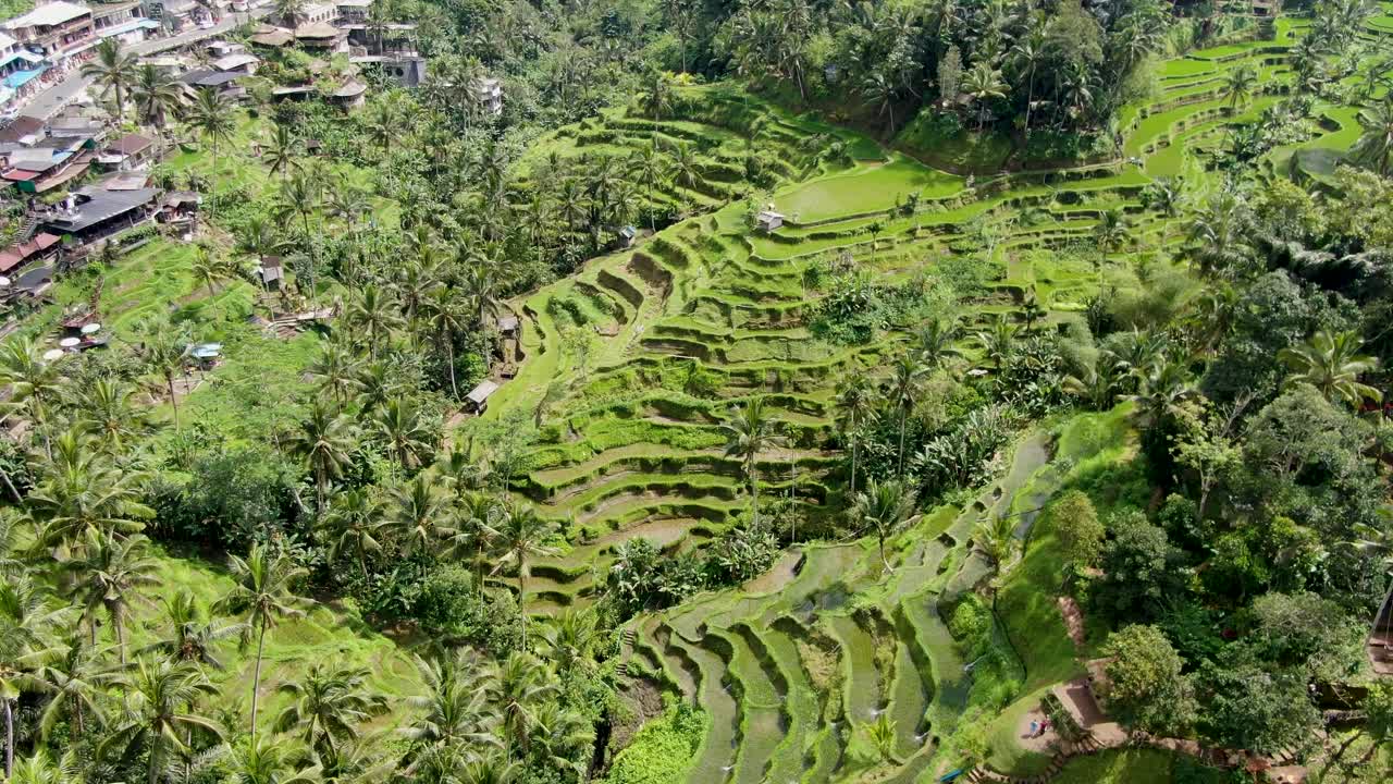 valle verde de terrazas de arroz en la isla de bali, vista aérea de drones