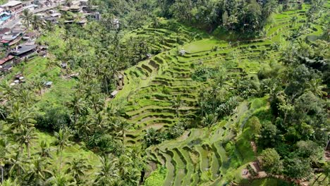 Green-valley-of-rice-terraces-in-Bali-island,-aerial-drone-view