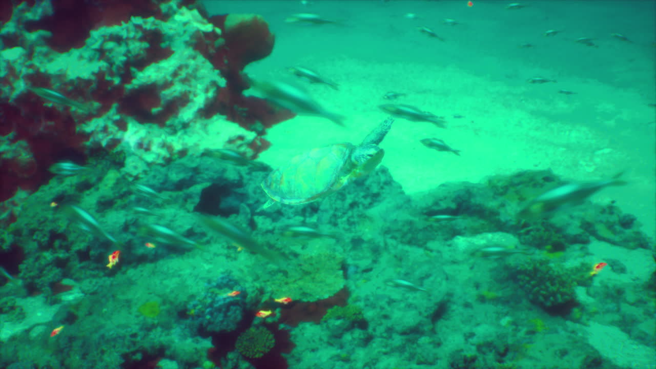 tortuga marina nadando a través del arrecife de coral