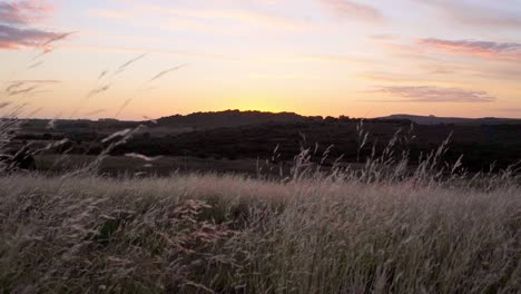 Césped-Natural-Moviéndose-En-El-Viento-Durante-La-Puesta-De-Sol,-Cámara-Lenta