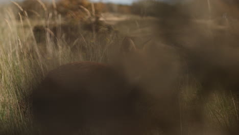 red fox in a grassy field