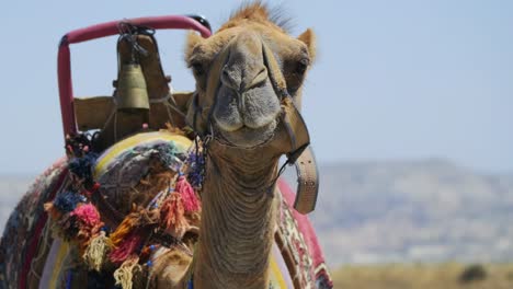 un camello espera a los turistas en capadocia