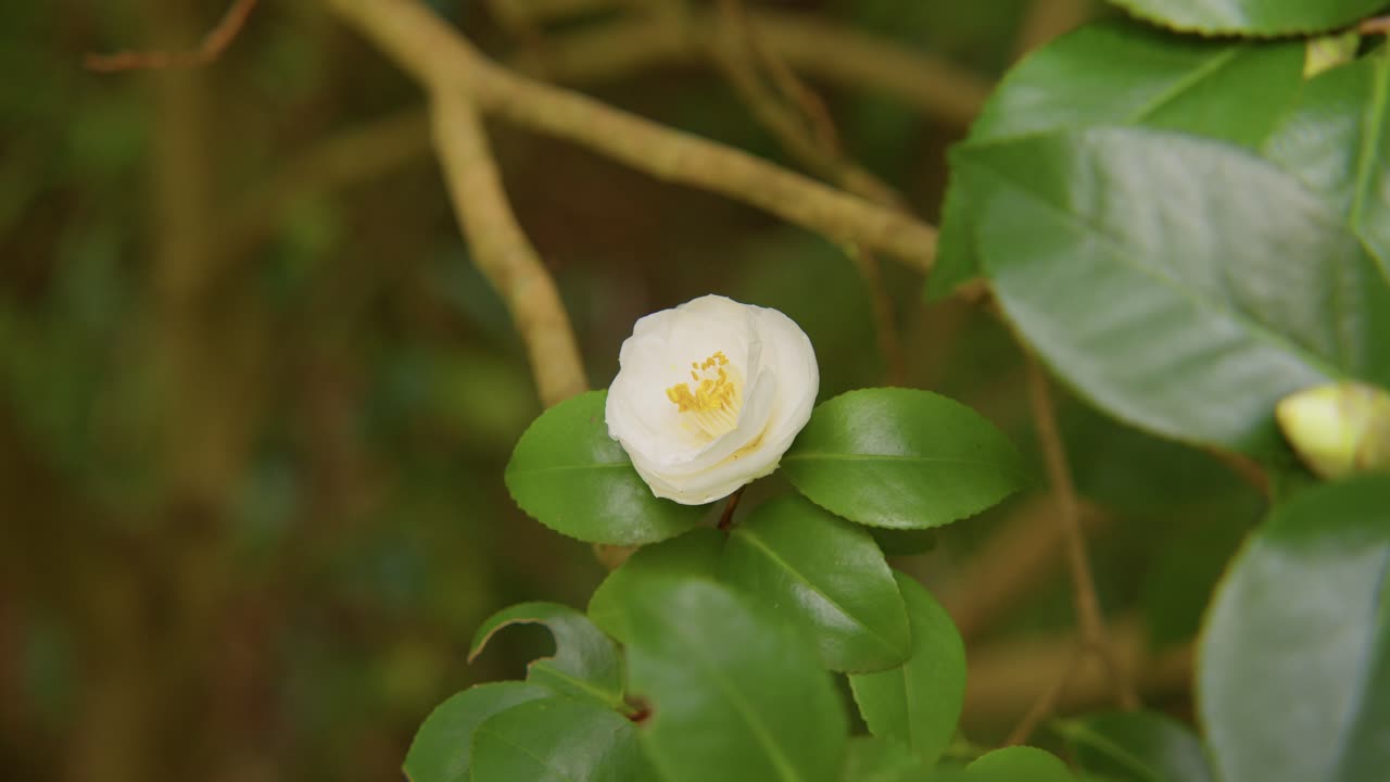 A vibrant camellia in full bloom with soft petals and rich details. Captured in 4K slow motion, this shot showcases the elegance of nature and botanical beauty.