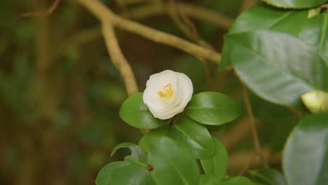 a vibrant camellia in full bloom with soft petals and rich details. captured in 4k slow motion, this shot showcases the elegance of nature and botanical beauty.