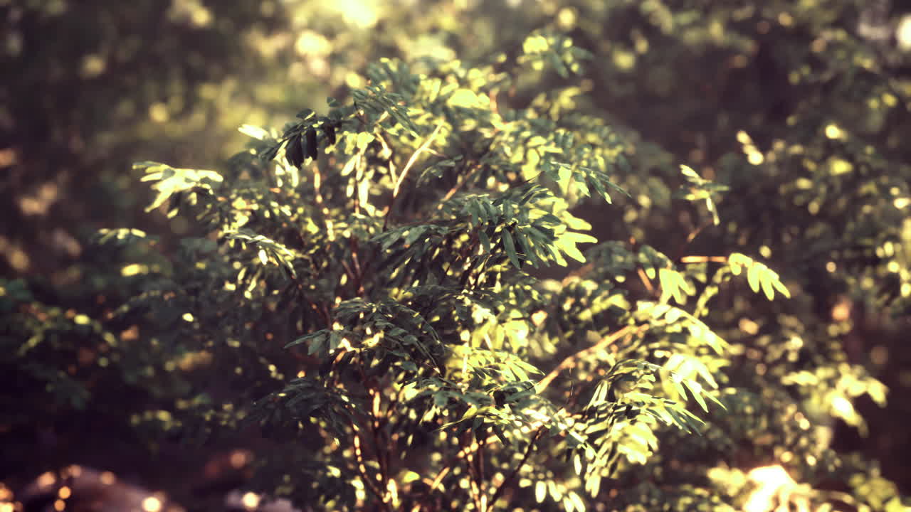 Lush greenery illuminated by sunlight filters through tree leaves in nature