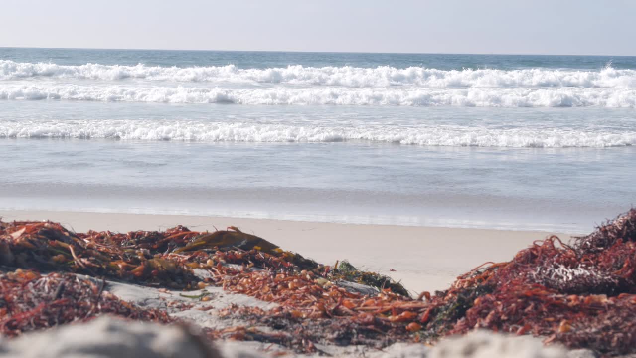Big ocean waves crashing, kelp seaweed on beach, California pacific coast, USA.