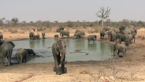 Manada-De-Elefantes-Africanos-Bañándose-En-Barro-Y-Agua-De-Estanque-En-Un-Día-Caluroso-Y-Soleado