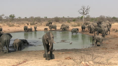 herd of african elephants bathing in mud and pond water on hot sunny day