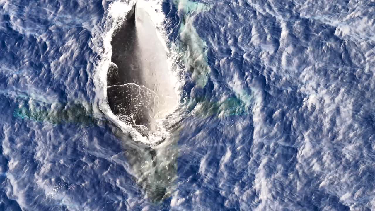 엄마 고래와 새끼 고래, 공중에서 가까이 찍은 장엄한 해양 포유류