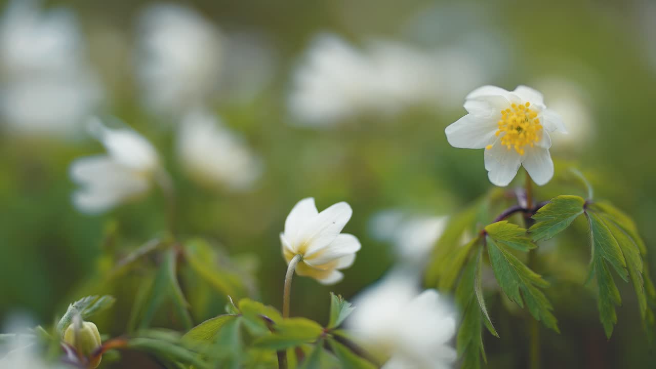 아네모네 의 섬세 한  ⁇ 색 꽃 이 꽃 을 피우고 있다