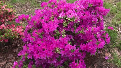 Rhododendron flowering shrubs, trees, bushes in full bloom in the spring