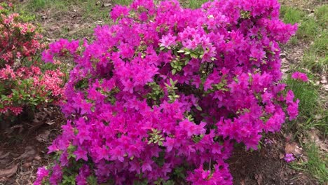 rododendros arbustos floridos, árvores, arbustos em plena floração na primavera