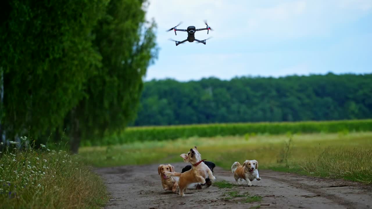 Group of dogs playing outdoors. Funny pet animals running on the road near the field and barking on the drone flying over them.