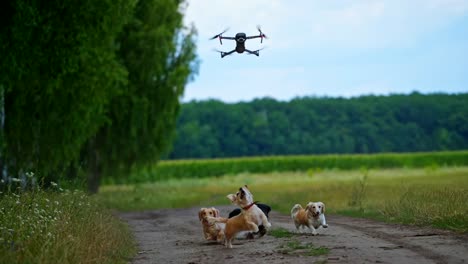 group of dogs playing outdoors. funny pet animals running on the road near the field and barking on the drone flying over them.