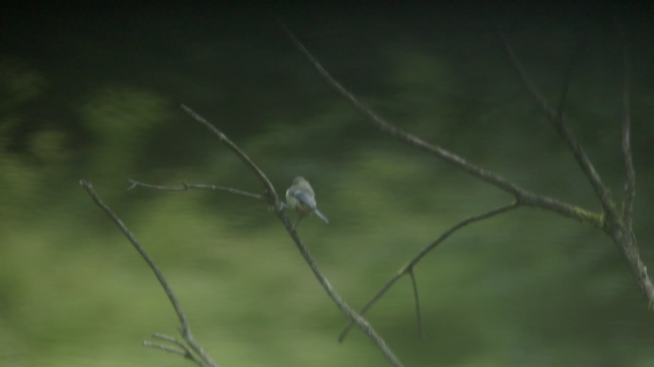 Lone blue tit bird sits on tree branch, reflection on water surface