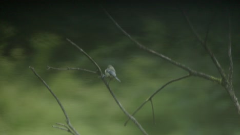 lone blue tit bird sits on tree branch, reflection on water surface