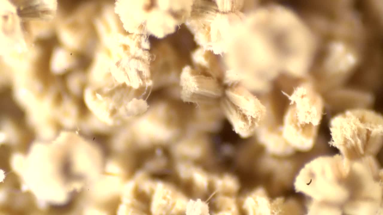 바이러스 전문가의 손바닥이 현미경으로 코로나바이러스 백신을 테스트합니다.