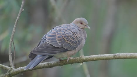 Seltene-Vögel-Nepals