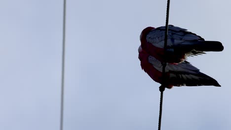 two galah cockatoos interacting on a wire