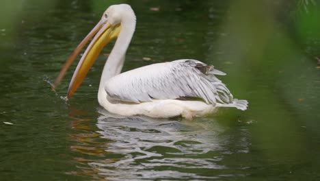 american white pelican hunts and eats fish in pond, telephoto following