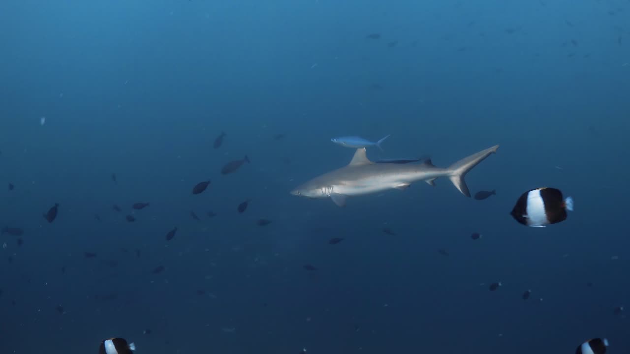 낚싯줄이 붙어 있는 흰색 끝 상어는 몰디브의 산호초 옆에 있는 수백 마리의 작은 물고기 사이를 헤엄칩니다.