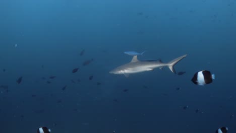 a white tip shark with a fishing line stuck to it swims through hundreds of small fish next to a coral reef in the maldives