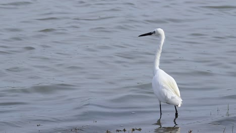 intermediate egret standing still in pond bank waiting for small fish to resurface slow motion b roll clip calm water ripples in the sunny breezy day, sri lanka